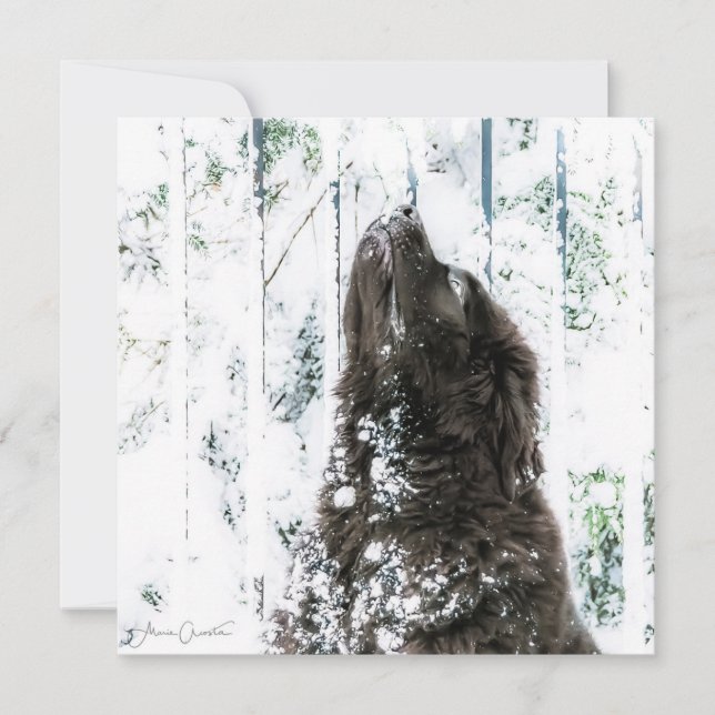 Cartão De Festividades Winter Wonderland (Frente)