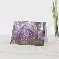 Wisteria Francesa
