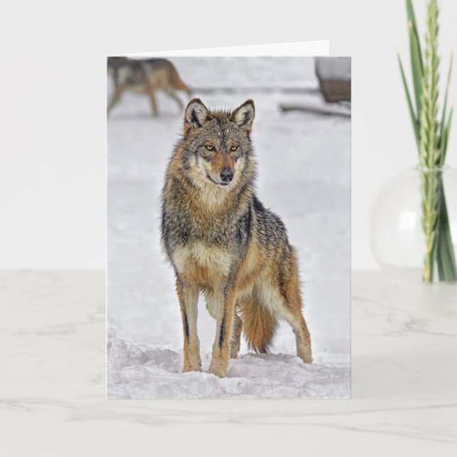 Cartão De Festividades Wolf on Santa Watch Holiday Card (Frente)