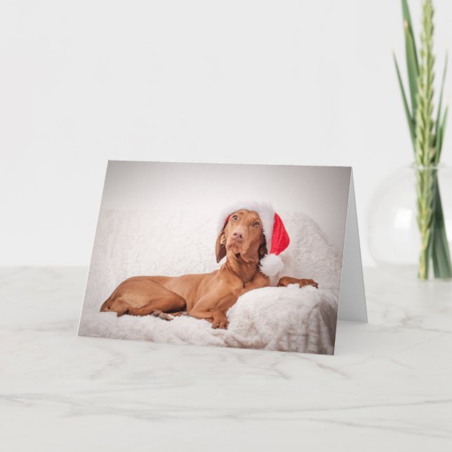 Cartão De Festividades Xmas Card/Christmas Card “Magyar Vizsla " (Frente)