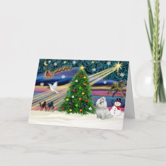 Cartão De Festividades Xmas Magic-Maltês-gracinha