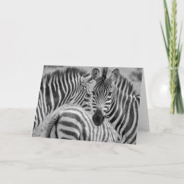 Cartão De Festividades Zebras, South Africa