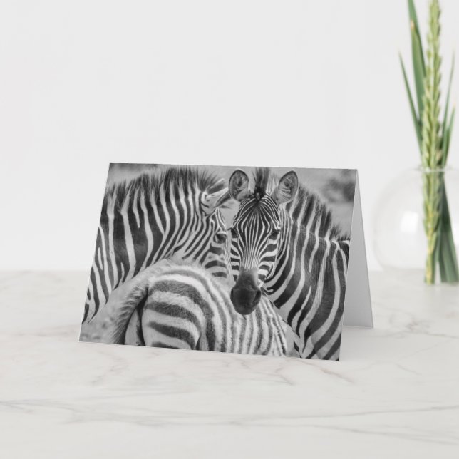 Cartão De Festividades Zebras, South Africa (Frente)