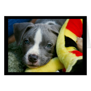 Cartão de Filhote de Pit Bull Terrier - "Mikey"