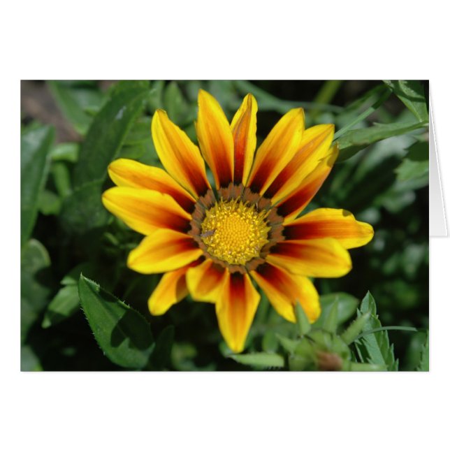 Cartão de Flor (Frente Horizontal)