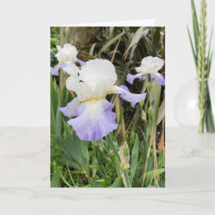 Cartão de Flor de Íris Roxa Clara em Branco