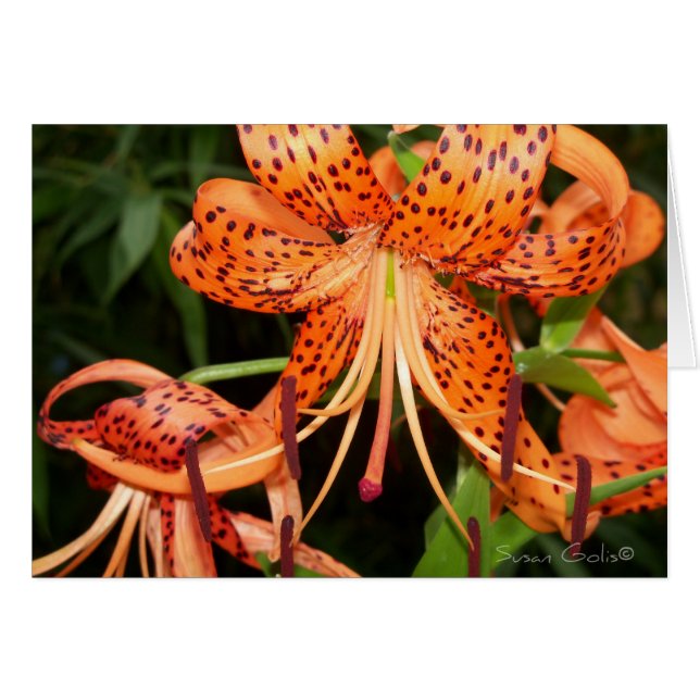 Cartão de Flor de Lírio-Tigre Laranja (Frente Horizontal)