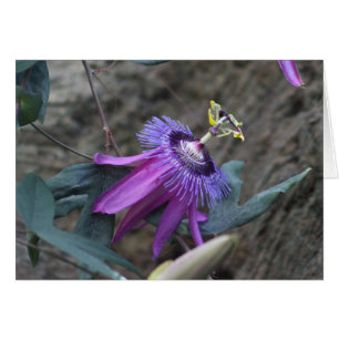 Cartão de flor de paixão