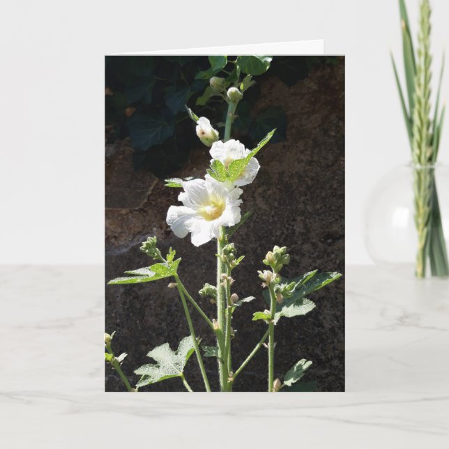 Cartão de flor Hollyhocks (Frente)