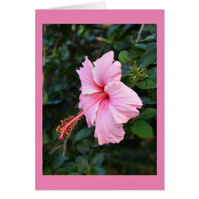 Cartão de flor rosa Hibiscus (Frente)
