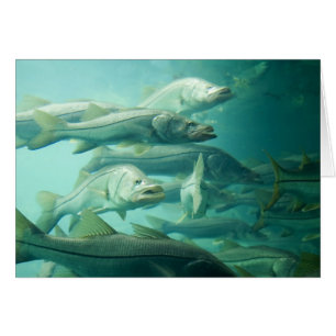 Cartão de Florida Snook