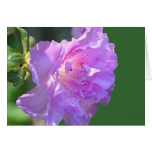 Cartão de Fotografia da Flor Azalea Rosa