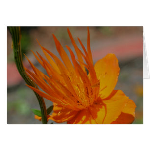 Cartão de Fotografia de Flor Amarelo Laranja