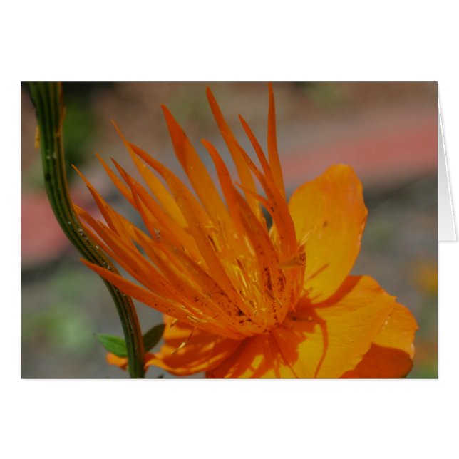 Cartão de Fotografia de Flor Amarelo Laranja (Frente horizontal)