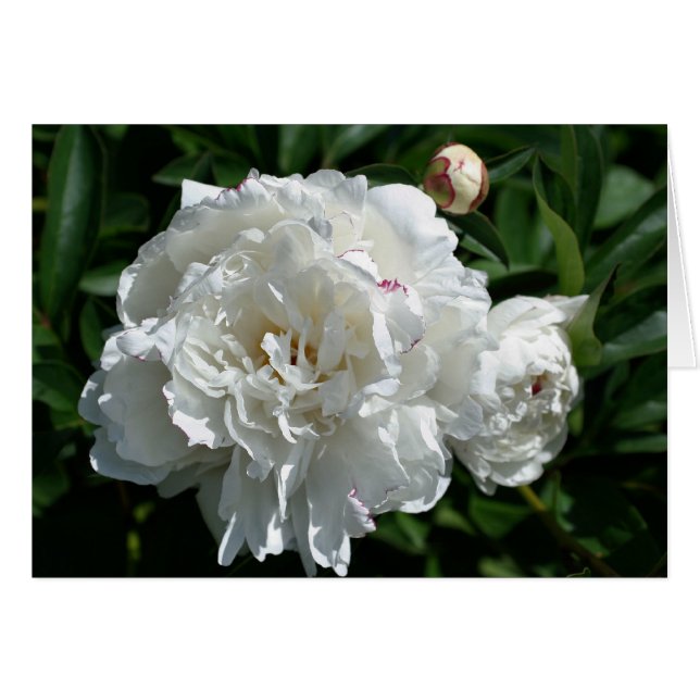 Cartão de Fotografia de Flores de Peony Phases (Frente horizontal)