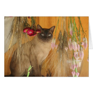 Cartão de Fotografia de Posicionamento de Gato Si