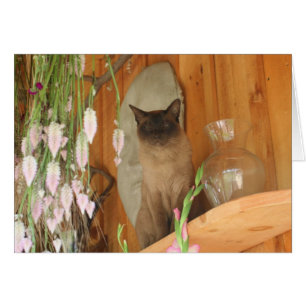 Cartão de Fotografia nº 1 para gatos siameses