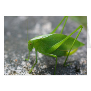 Cartão de Fotografia Natural Grafopper Katydid