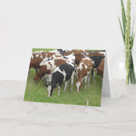 Cartão de Fotografia para Vacas Leiteiras Negras e