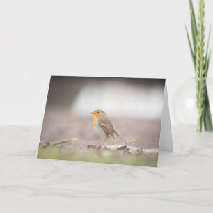 Cartão de Fotografia Robin Bird Nature