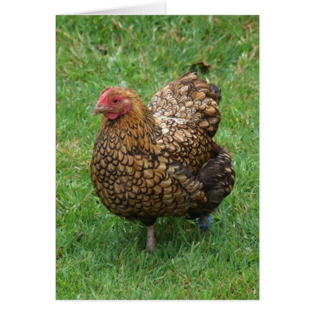 Cartão de frango (Frente)