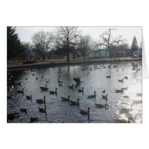 Cartão de Ganso Flaping