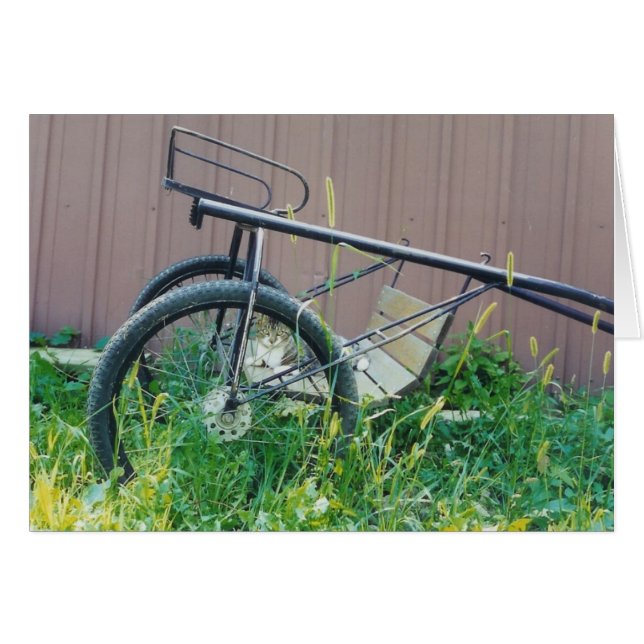 Cartão de Gato Barn (Frente Horizontal)