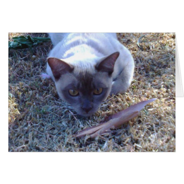 Cartão de gato birmanês (Frente Horizontal)