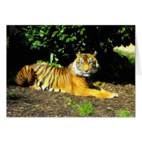 Cartão de gato grande de tigre Sumatran