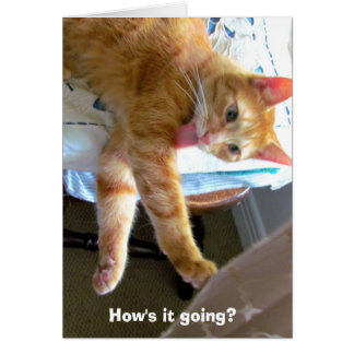 Cartão de gato laranja louco