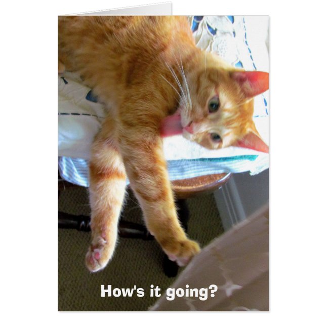 Cartão de gato laranja louco (Frente)