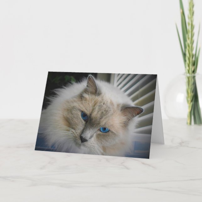 Cartão de gato Ragdoll (Frente)