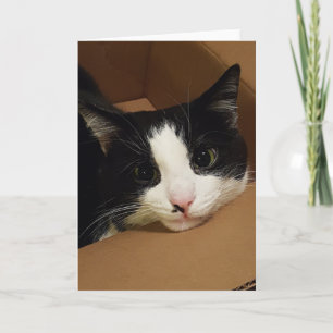 Cartão de gato Tuxedo