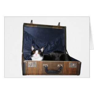 Cartão de gato viajante