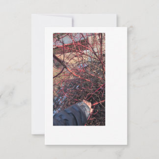 Cartão de Geocache de Troll