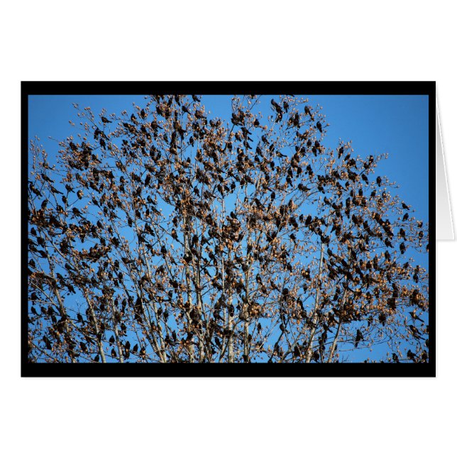 Cartão de Grackles (Frente Horizontal)