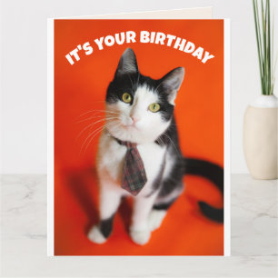 CARTÃO DE GREETING DO AMIGO GATO DE NASCIMENTO