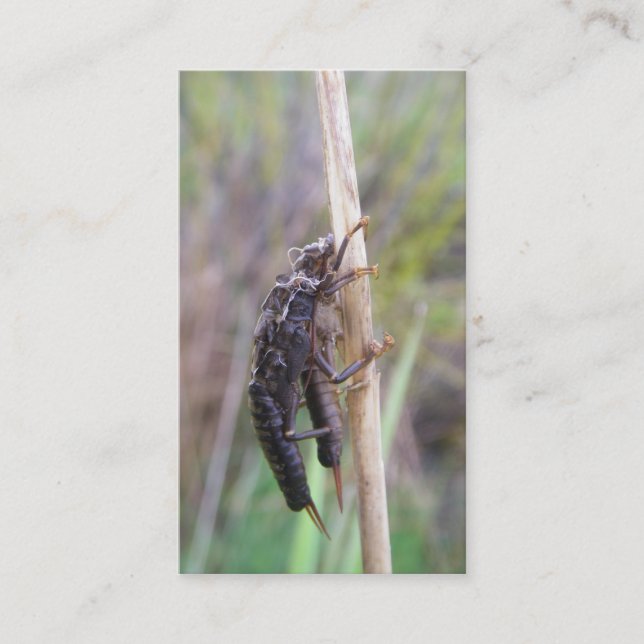 Cartão de guia da pesca com mosca (Frente)