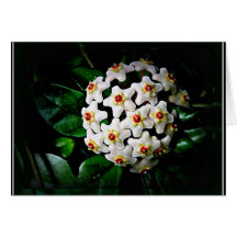Cartão de Hoya (waxplant)