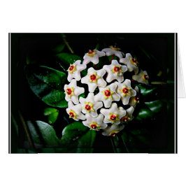 Cartão de Hoya (waxplant)