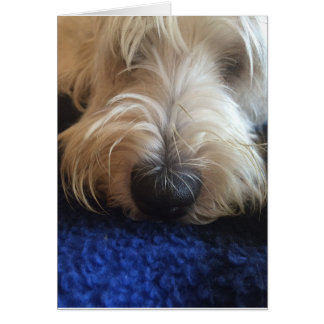 Cartão de humor para cães