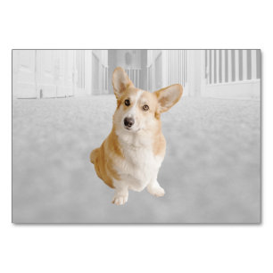 Cartão de identidade de dog ABA Tact Cartão de I