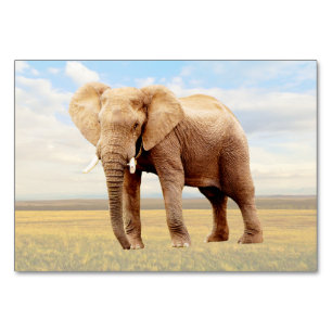 Cartão de identidade elefante ABA Cartão de Imag