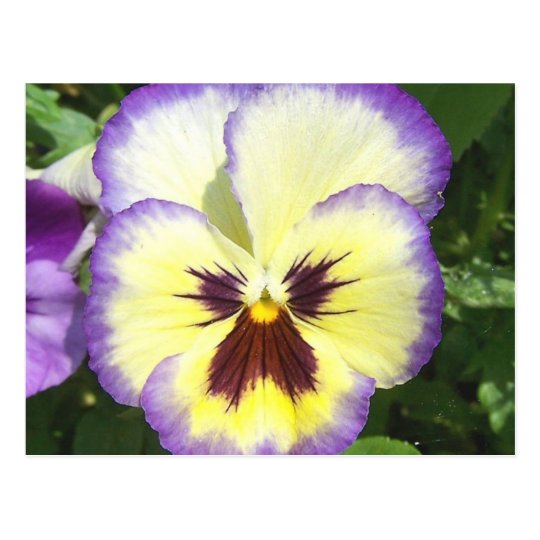 Cartão de imagens da flor do amor perfeito