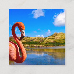 Cartão De Informações Caribe o flamingo em gatinhos de Rua
