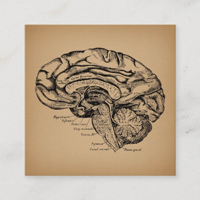 Cartão De Informações Diagrama cerebral Vintage Anatomia Médica Antica (Frente)