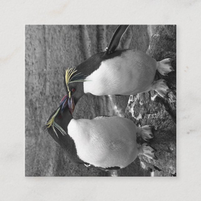 Cartão De Informações Explosão de Cor de Pinguim (Frente)