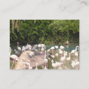 Cartão De Informações Flamingos em Lazer