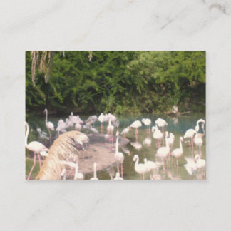Cartão De Informações Flamingos em Lazer