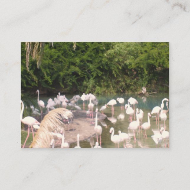 Cartão De Informações Flamingos em Lazer (Frente)
